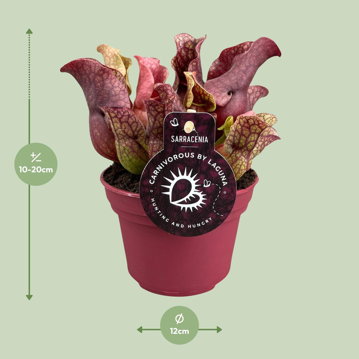 Detailfoto van Sarracenia