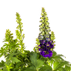 Delphinium Elatum Purple, detail van het blad