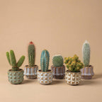 Cactus Set van 6 in Keramische Mini Potjes San Juan, groene bladeren
