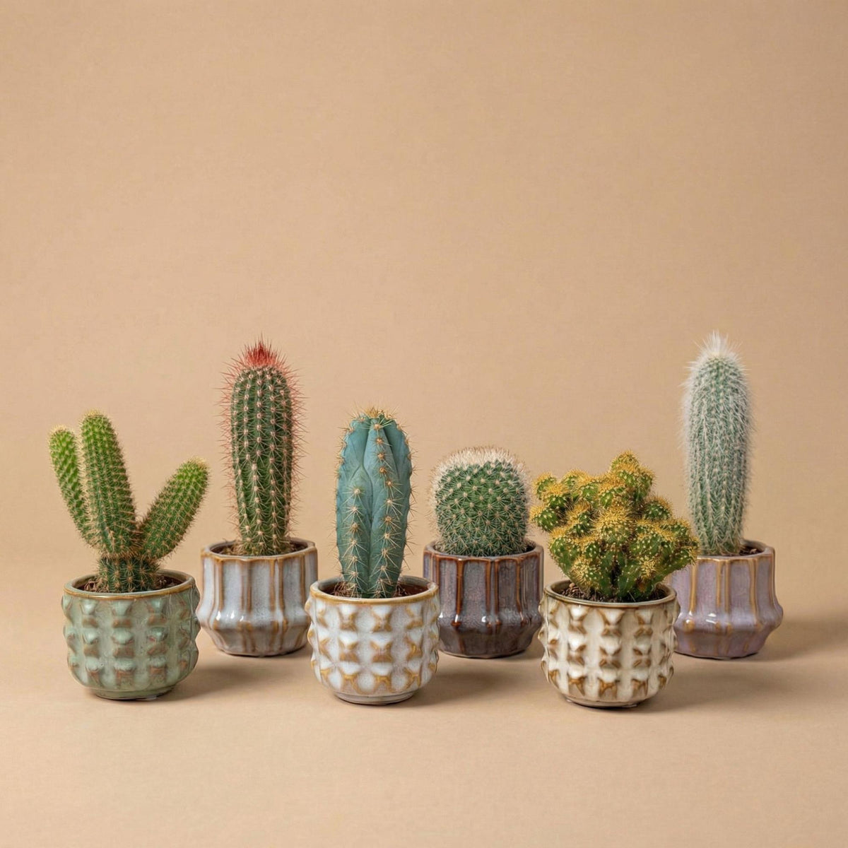 Cactus Set van 6 in Keramische Mini Potjes San Juan, groene bladeren