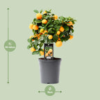 Detailfoto van Citrus Calamondin