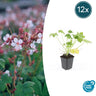 12x Geranium macr. 'Spessart'