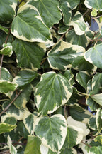 Detailfoto van Hedera colchica 'Dentata Variegata'