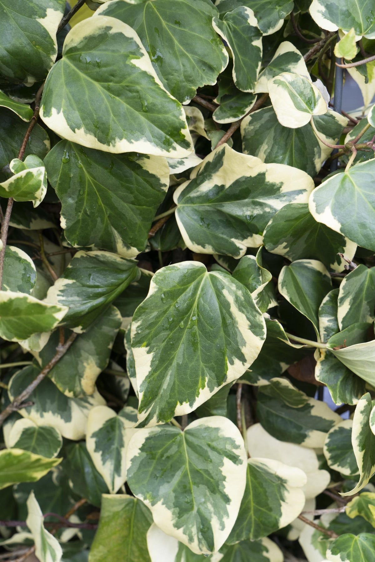 Detailfoto van Hedera colchica 'Dentata Variegata'
