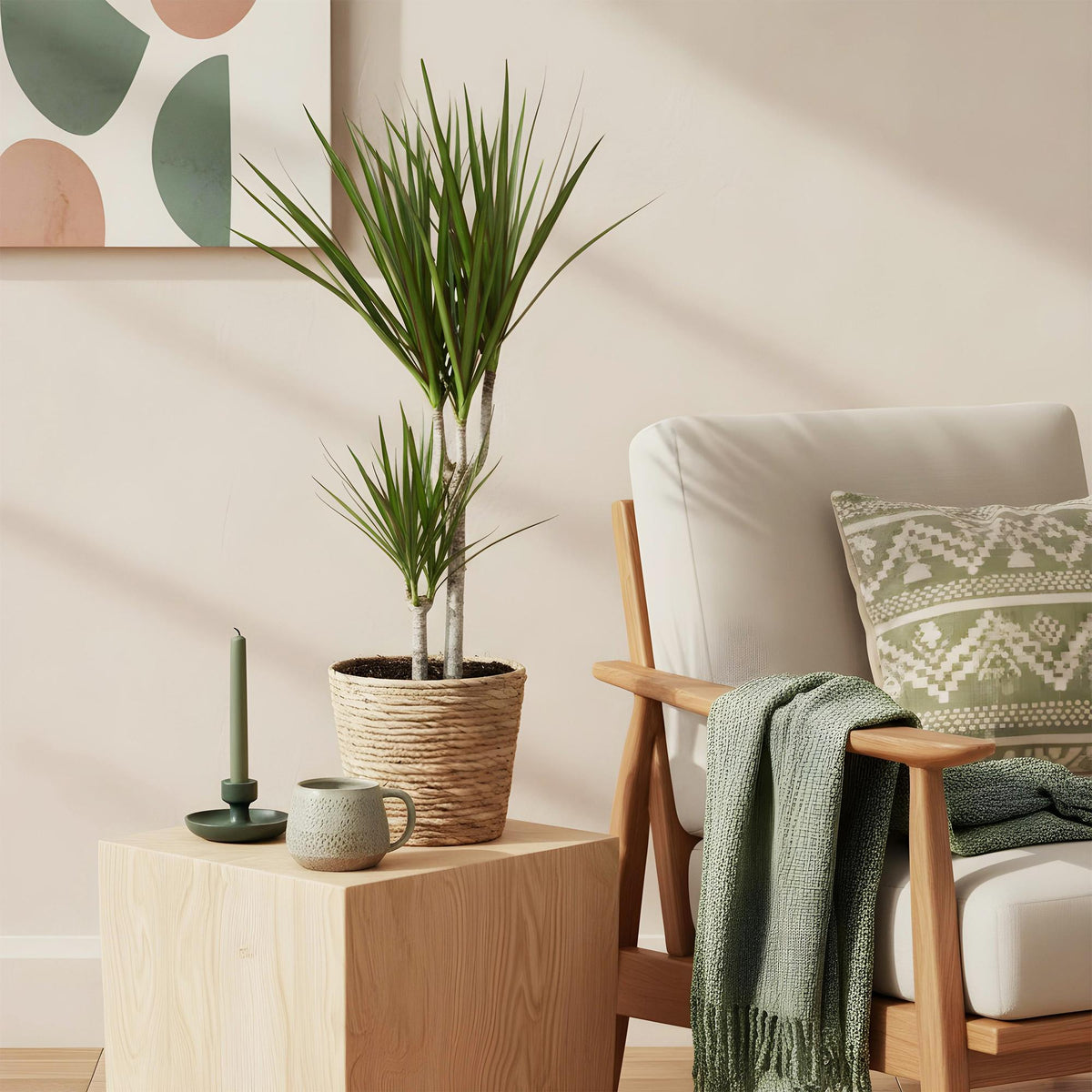 Dracaena Marginata met mand, groene bladeren