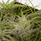 Detailfoto van Tillandsia Air mix - 10 stuks