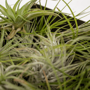 Tillandsia Air mix - 10 stuks