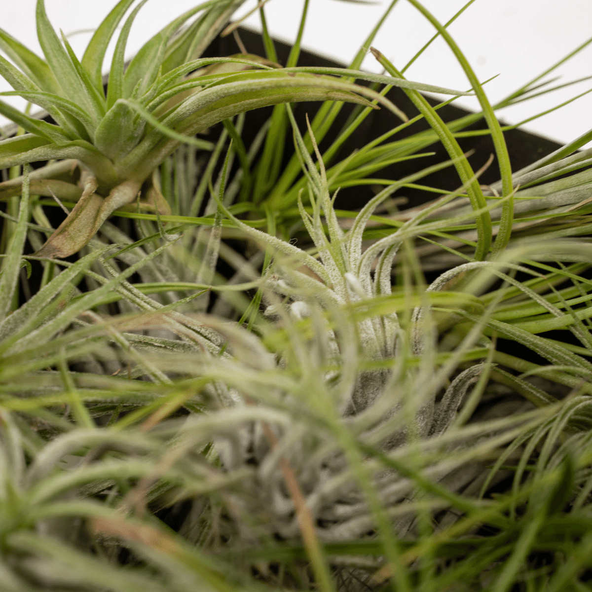 Detailfoto van Tillandsia Air mix - 10 stuks