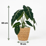 Olifantsoor (Alocasia Frydek) met Mand
