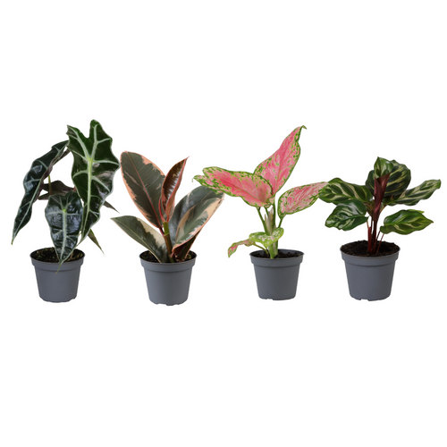 Productfoto van Baby Plantjes Verrassingsbox