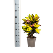 Codiaeum &