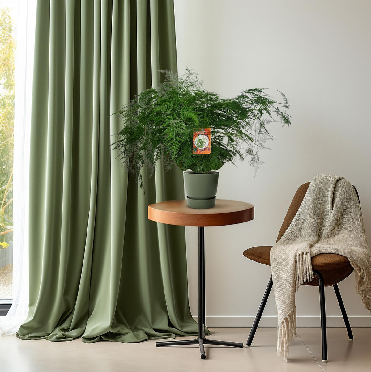 Productfoto van Asparagus Setaceus