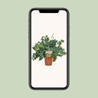 Phlebodium Davana, groene bladeren