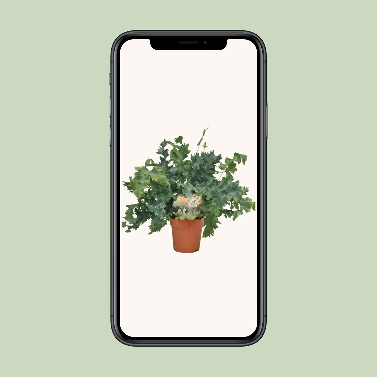 Phlebodium Davana, groene bladeren