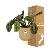 Maranta &