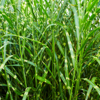 Zebragras Zebrinus, siergras met gestreept blad, kenmerkend blad