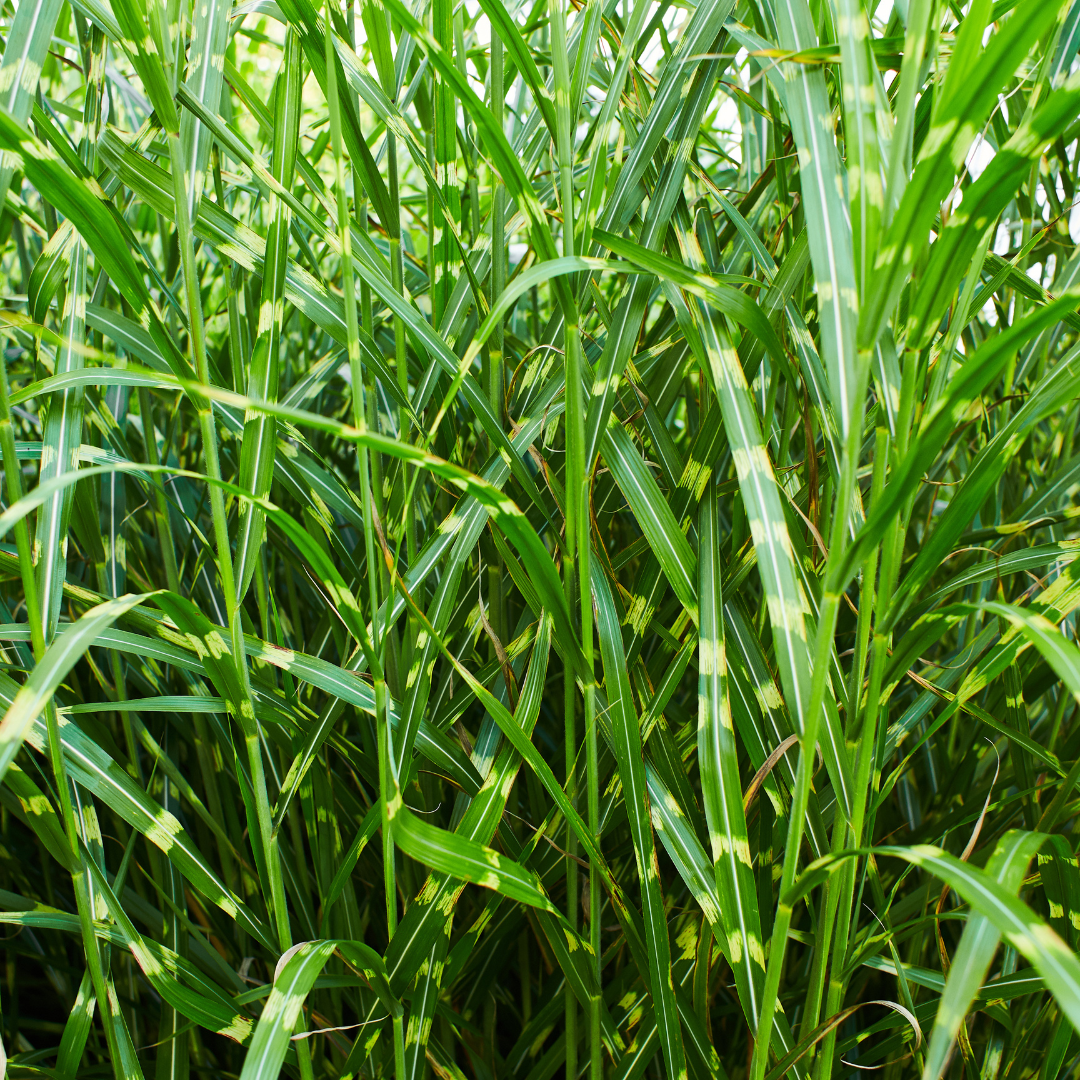 Zebragras Zebrinus, siergras met gestreept blad, kenmerkend blad