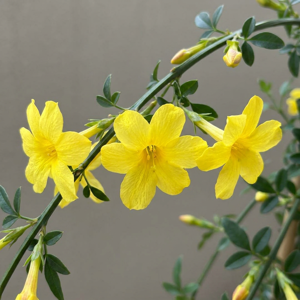 Jasminum nudiflorum - winterjasmijn, kenmerkend blad