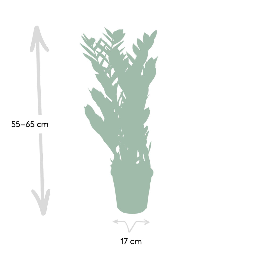 Detailfoto van ZZ-plant Zamioculcas zamiifolia, glanzend blad, 70 cm hoog