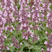 12x Nepeta sib. Wild Orchid - Kattenkruid