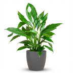 Spathiphyllum met grijze pot, detail van het blad
