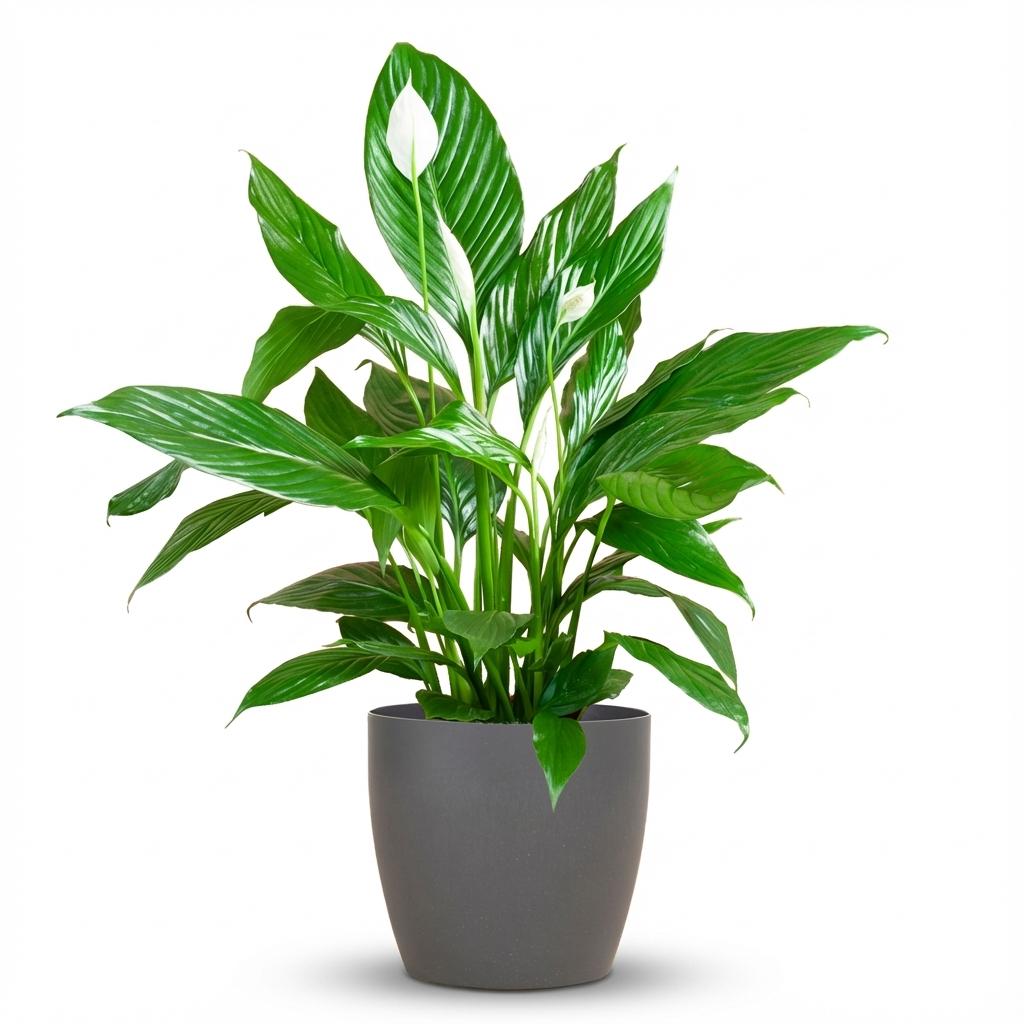Spathiphyllum met grijze pot, detail van het blad