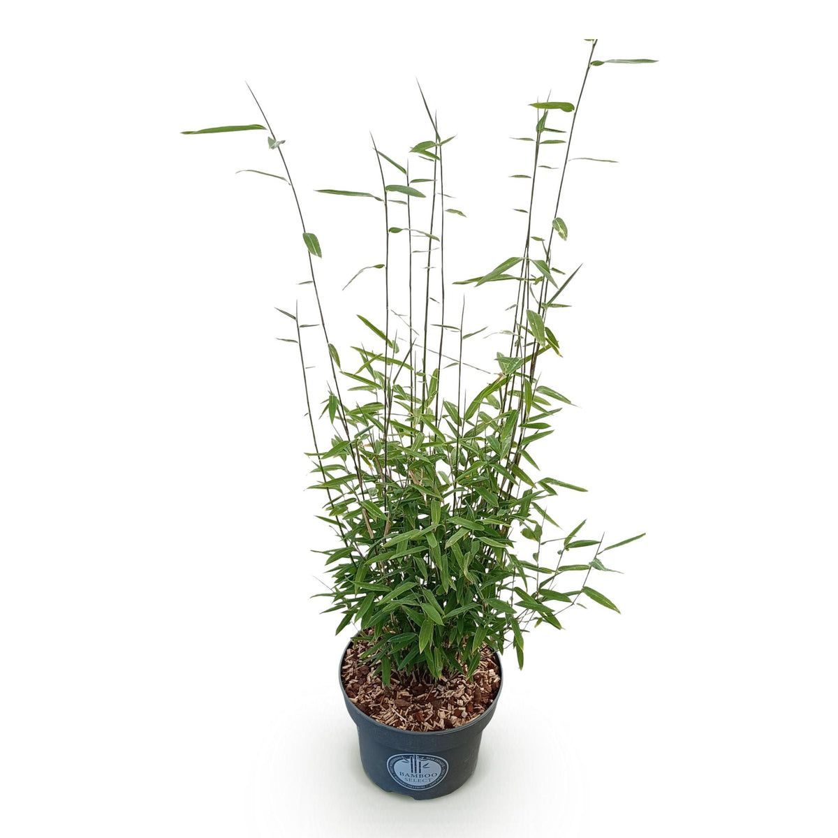 Fargesia nitida Black Dragon, 80 cm hoog, kenmerkend blad