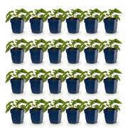 Rudbeckia fulg. Goldsturm - Gele zonnehoed - Geel - 24 Planten