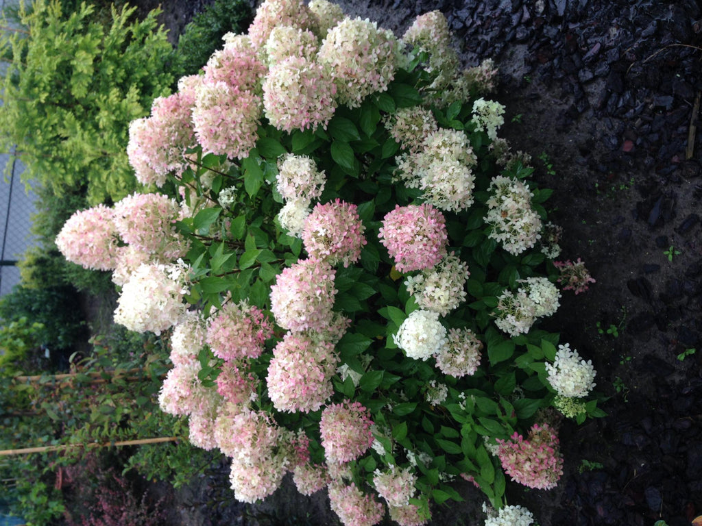 Hydrangea panniculata Limelight, gezonde plant