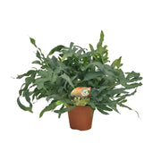 Phlebodium Blue Star, 60 cm hoog