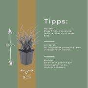Carex morrowii