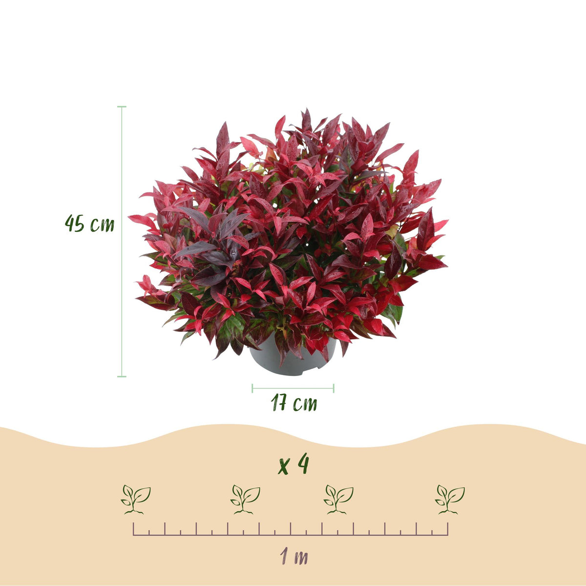 Leucothoe Zeblid, groeiwijze van de plant