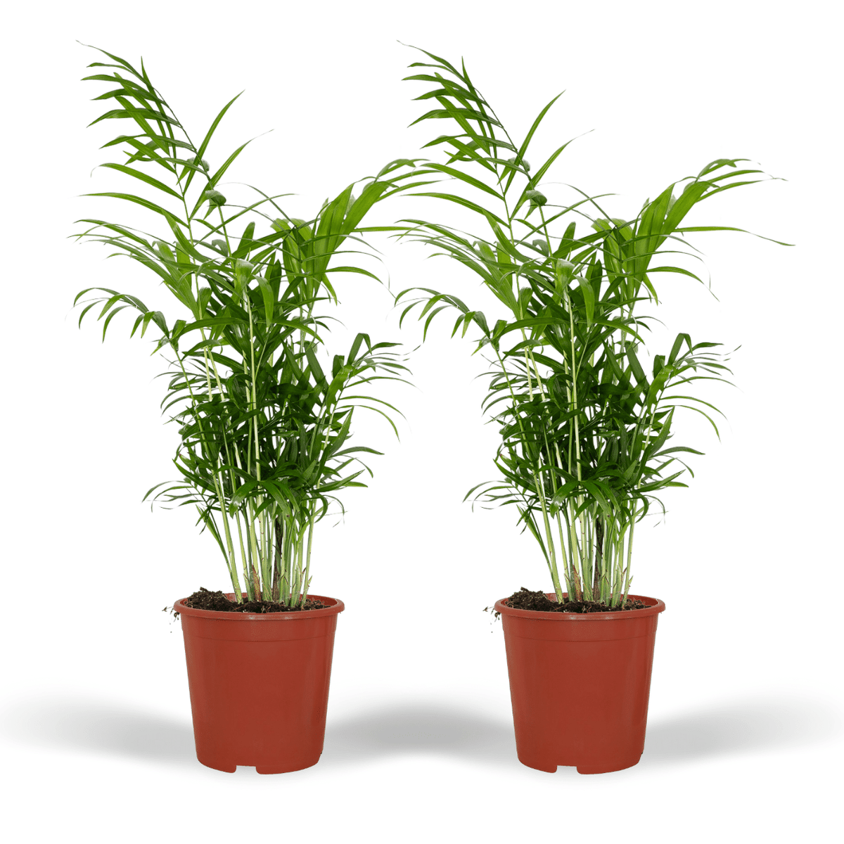 Detailfoto van Chamaedorea Elegans (Mexicaanse Bergpalm) - 2 stuks