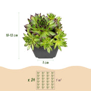 24x - Sempervivum Big Sam - Ø7cm - ↕10-12cm