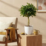 Schefflera Gold Capelle