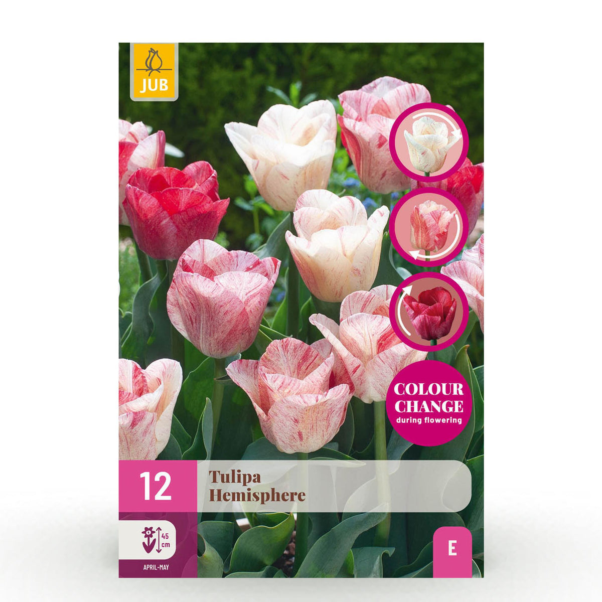 Tulp Hemisphere mix, detail van het blad