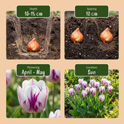 Tulp &