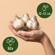 Sierui Allium &