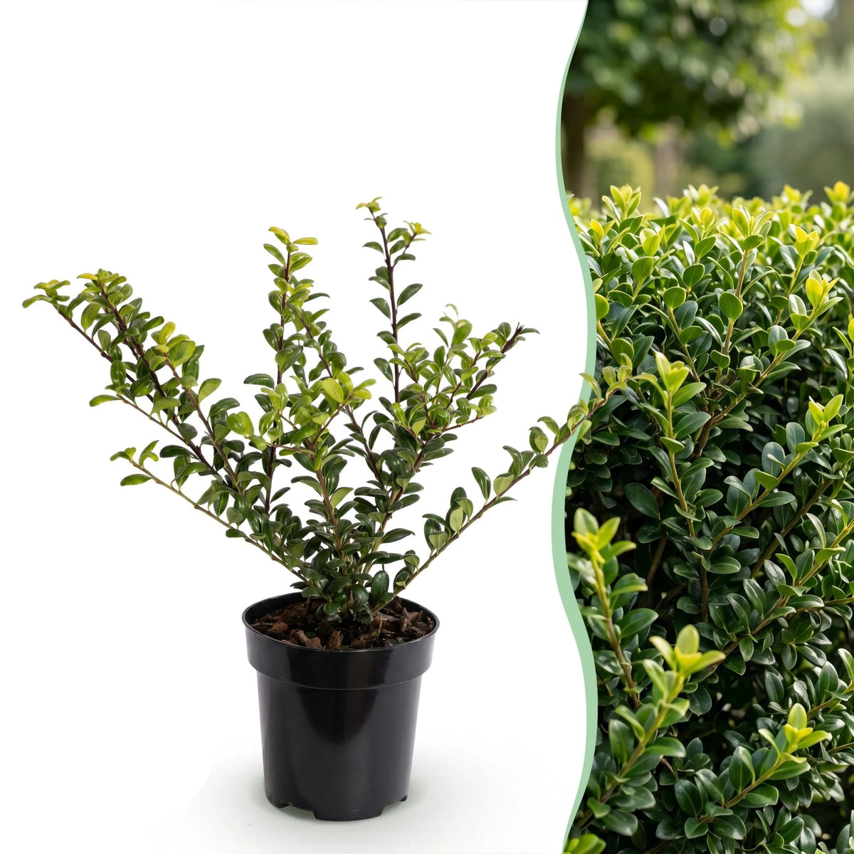Japanse hulst Golden Gem, detail van het blad