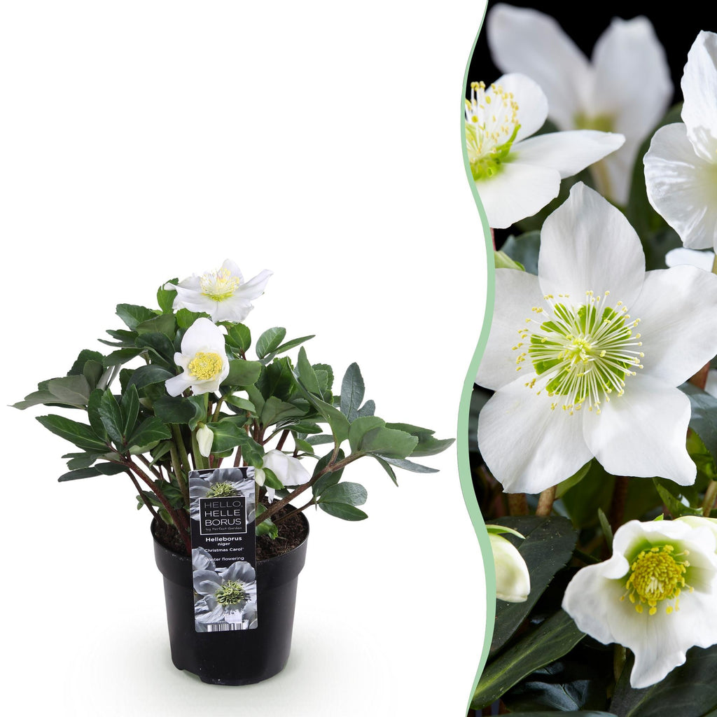 Productfoto van Kerstroos