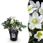 Productfoto van Kerstroos