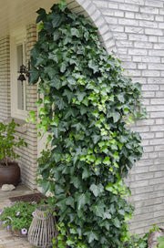 Hedera helix, 65 cm hoog