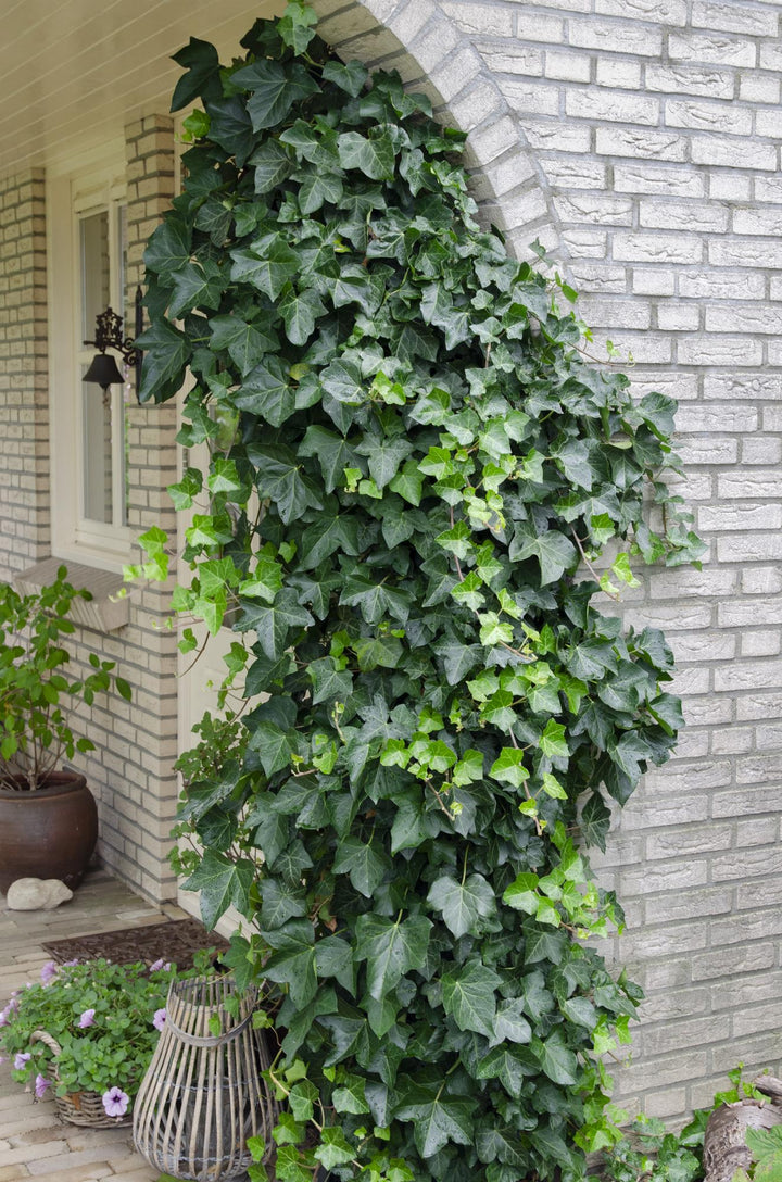 Hedera helix, 65 cm hoog