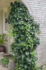 Hedera helix, 65 cm hoog