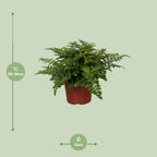 Asplenium Parvati, detail van het blad