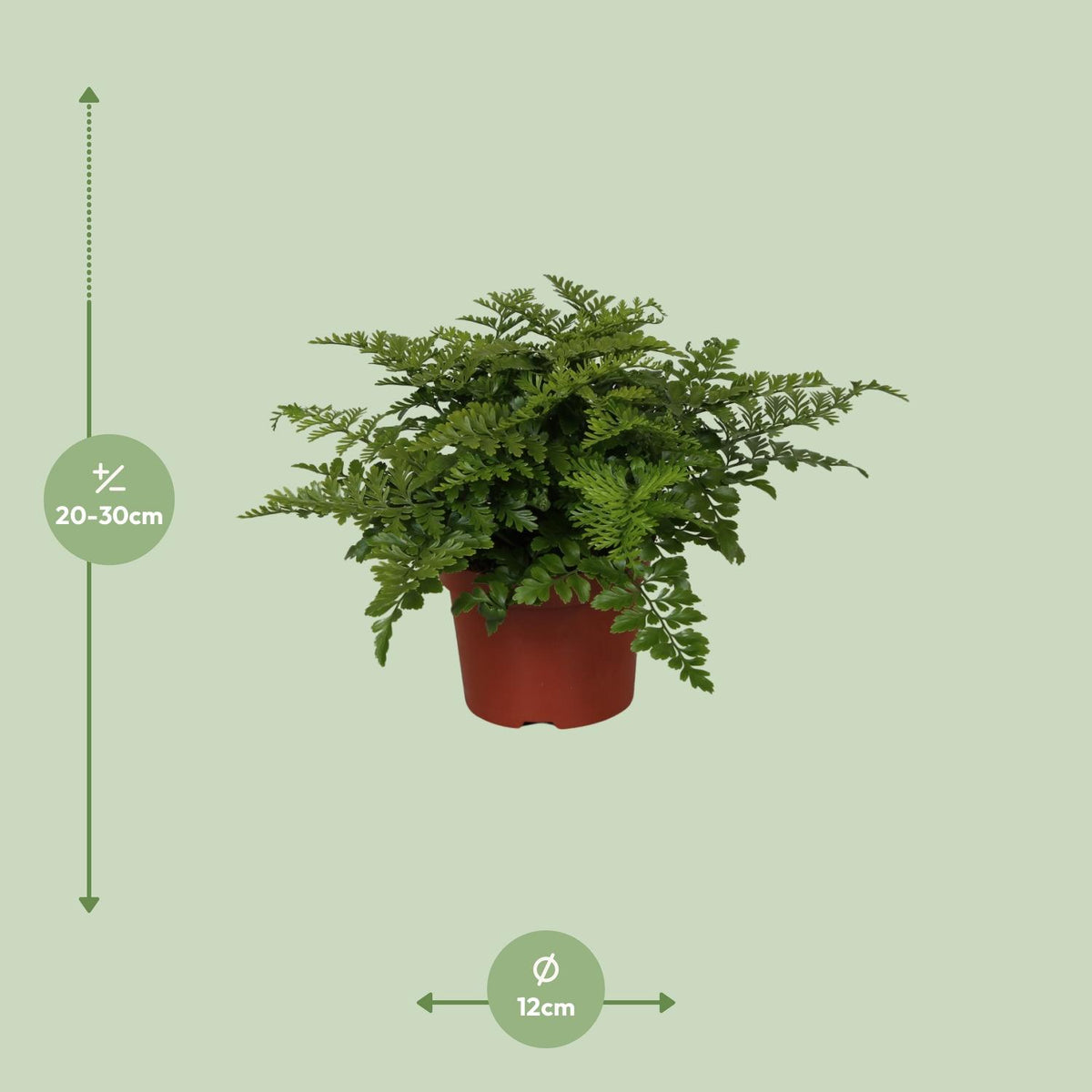 Asplenium Parvati, detail van het blad