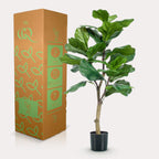 Productafbeelding van Pureplant