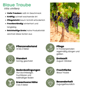 6 x Biologische Druivenplanten