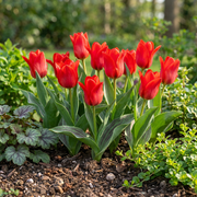 Greigii tulp Red bloembollen, rood, foto 2