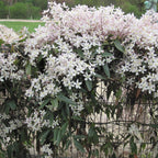 Productafbeelding van Pureplant